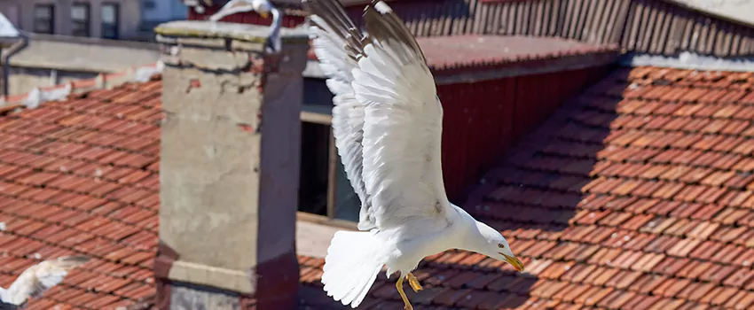 Residential Chimney Animal Removal Solution in Fridley, MN