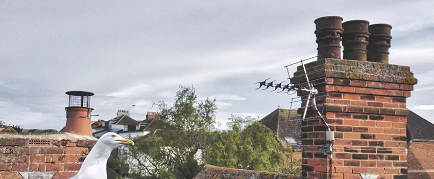 Chimney Cleaning And Restoration in Fridley, Minnesota